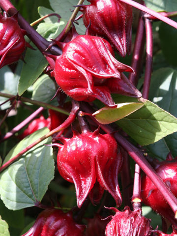 Alternative view of Roselle Tea Hibiscus Plant (hibiscus sabdariffa)