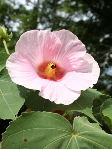Alternative view of Misty Pink Rosemallow Hibiscus Bush (hibiscus mutabilis)