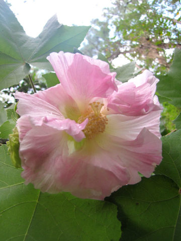 Alternative view of Double Confederate Rose Hibiscus Bush (hibiscus mutabilis)