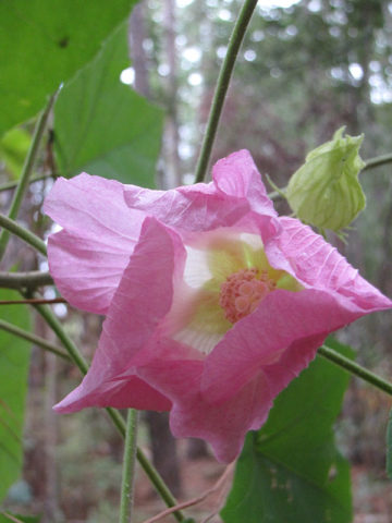 Alternative view of Single Confederate Rose Hibiscus Bush (hibiscus mutabilis)
