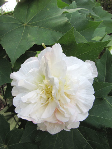 Alternative view of Triple Carnation Rose Hibiscus Bush (hibiscus mutabilis)