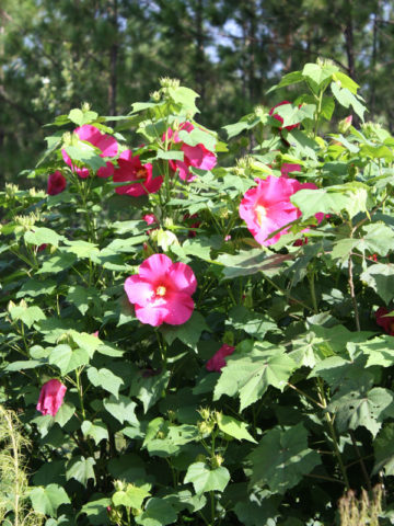 Alternative view of Rubrum Neon Rose Hibiscus Bush (hibiscus mutabilis)