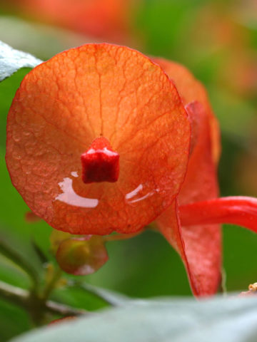 Alternative view of Sunset Chinese Hat Plant (holmskioidia tettensis)