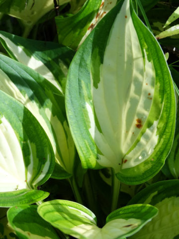 Alternative view of Hosta Ann Kulpa Plant