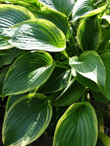 Alternative view of Hosta A Many Splendored Thing Plant