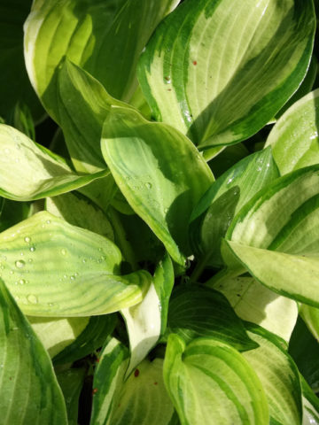 Hosta Andrew Plant – Urban Perennials
