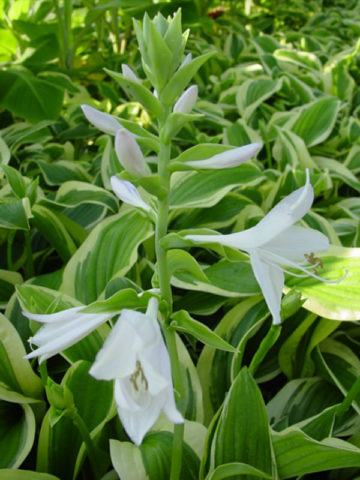 Alternative view of Hosta Abba Showtime  Plant