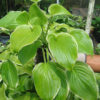 Hosta Abba Showtime  Plant