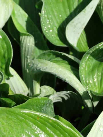 Alternative view of Hosta Blue Angel Plant