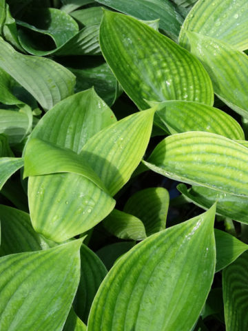 Alternative view of Hosta Blue Dolphin Plant