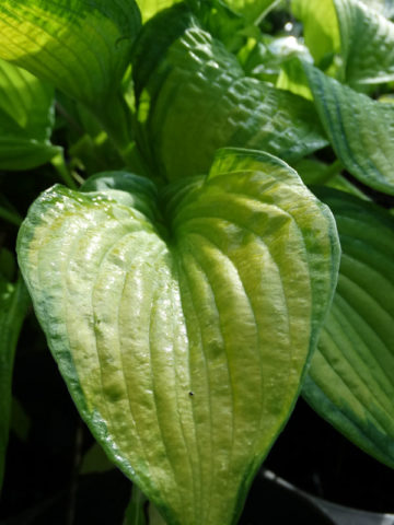 Alternative view of Hosta Brother Stefan Plant
