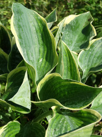 Alternative view of Hosta Battle Star Plant