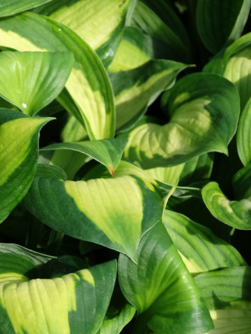 Alternative view of Hosta Captain Kirk Plant