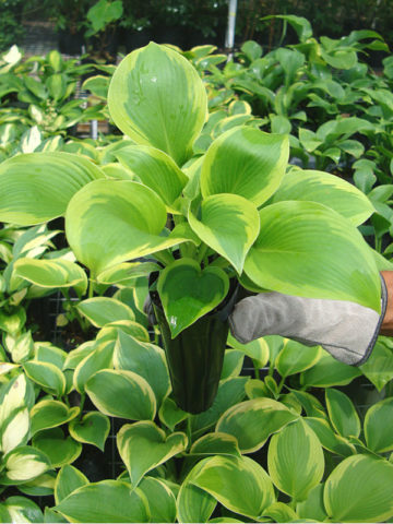 Alternative view of Hosta Climax Plant