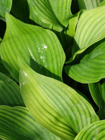 Alternative view of Hosta Coal Miner Plant