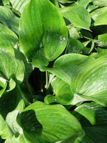 Alternative view of Hosta Dark Shadows Plant