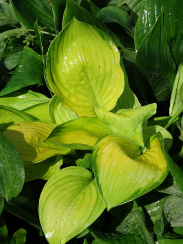 Alternative view of Hosta Dick Ward Plant