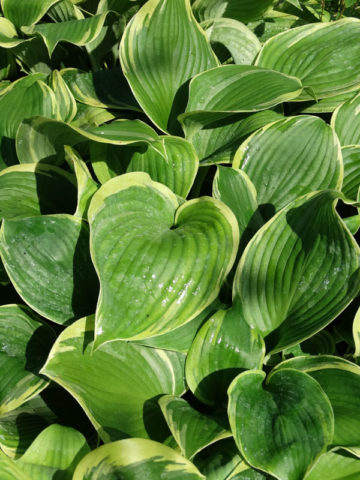 Alternative view of Hosta Earth Angel Plant