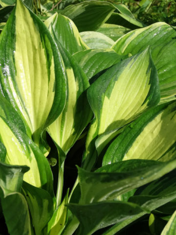 Alternative view of Hosta Eternal Flame Plant