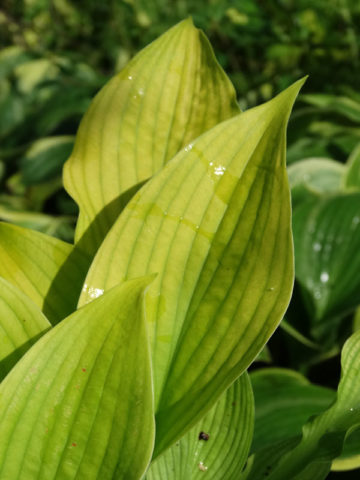 Alternative view of Hosta Faith Plant