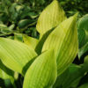 Hosta Faith Plant