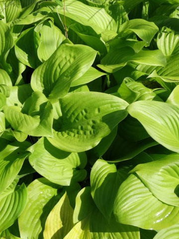 Alternative view of Hosta Fried Bananas Plant