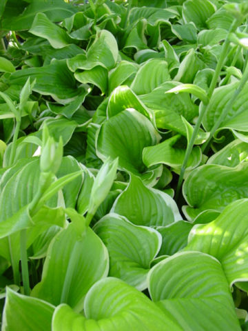 Alternative view of Hosta Fragrant Bouquet Plant