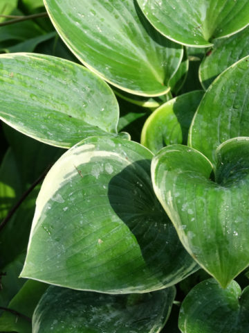 Alternative view of Hosta First Frost Plant