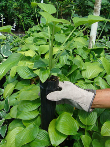 Alternative view of Hosta Fried Green Tomatoes Plant