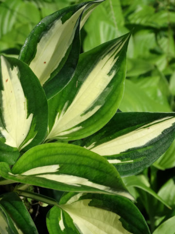 Alternative view of Hosta Fire and Ice Plant