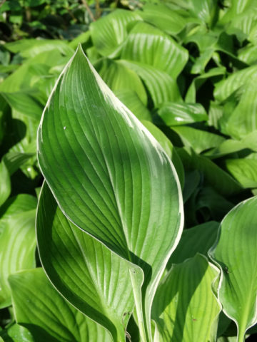 Alternative view of Hosta Frosted Jade Plant