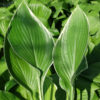 Hosta Frosted Jade Plant