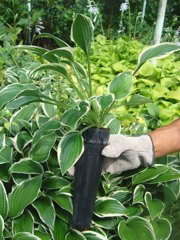 Alternative view of Hosta Francee Plant