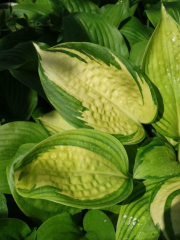 Alternative view of Hosta Great Expectations Plant