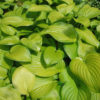 Hosta Guacamole Plant