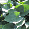 Hosta Halcyon Plant