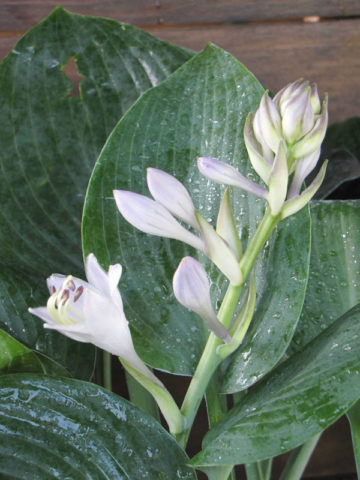 Alternative view of Hosta Halcyon Plant