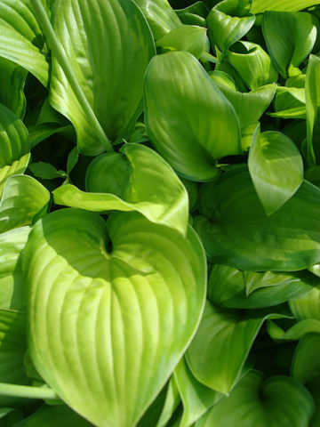 Alternative view of Hosta Hoosier Harmony Plant