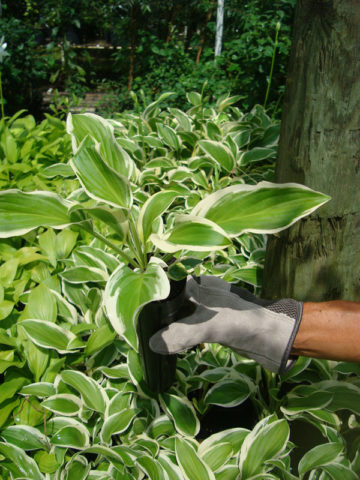 Alternative view of Hosta Iron Gate Plant