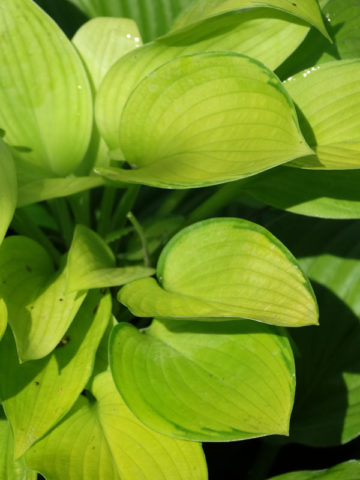 Alternative view of Hosta Inniswood Plant