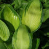 Hosta June Plant