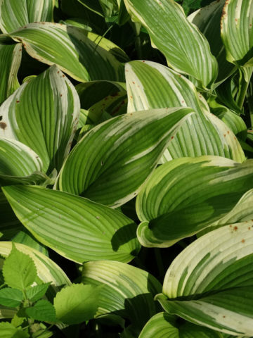Alternative view of Hosta Montana Aureomarginata Plant