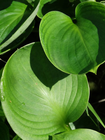 Alternative view of Hosta Mississippi Delta Plant