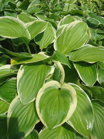Alternative view of Hosta Mistress Mabel Plant