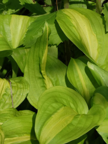 Alternative view of Hosta Mango Tango Plant