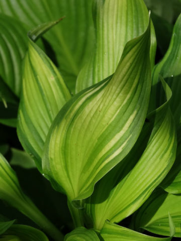 Alternative view of Hosta On Stage Plant