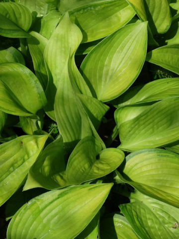 Alternative view of Hosta Paradigm Plant