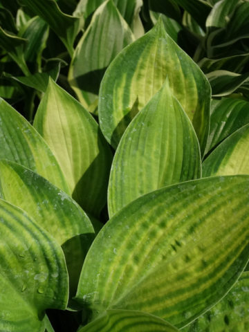 Alternative view of Hosta Pauls Glory Plant