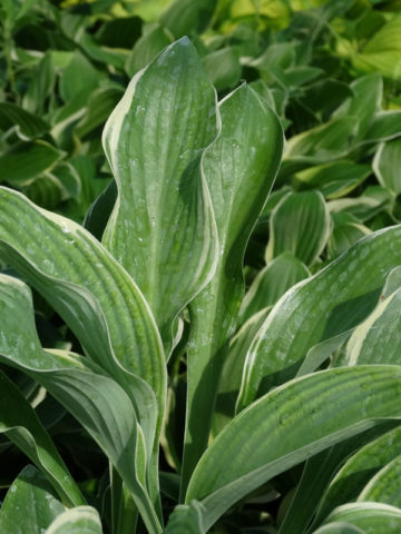 Alternative view of Hosta Regal Splendor Plant