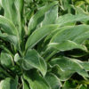Hosta Regal Splendor Plant